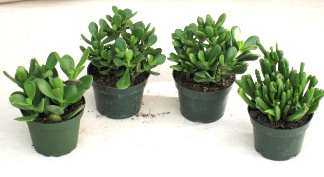 4" Jade Crassula